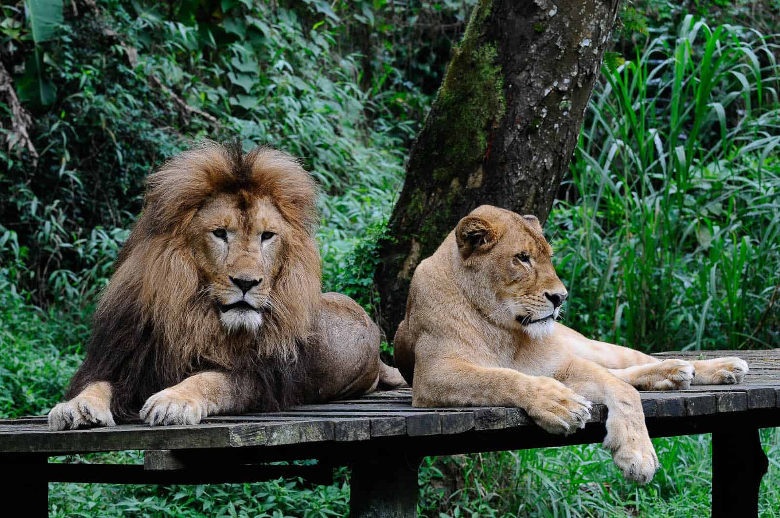 Lebih Dekat Dengan Taman Safari Bogor Katalog Tempat