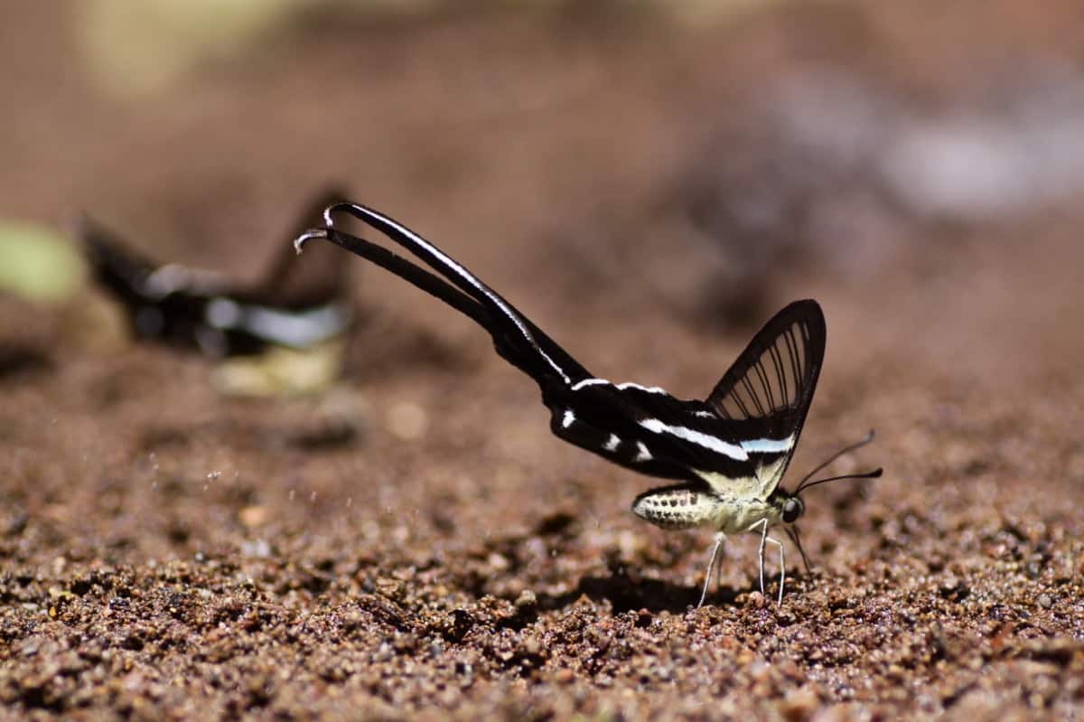 Kupu-kupu di Taman Nasional Bantimurung-Bulusaraung