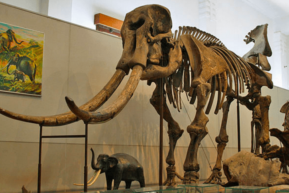 Fosil gajah purba