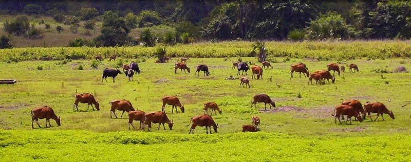 Hewan - hewan di Taman Nasional Alas Purwo