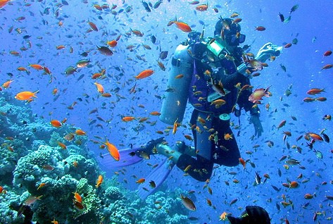 Kegiatan scuba diving 