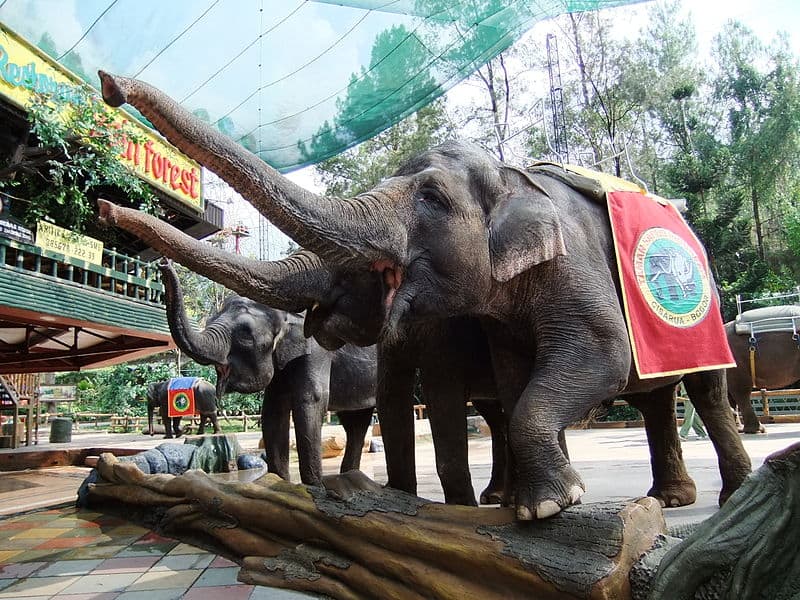 Gajah Taman Safari Bogor
